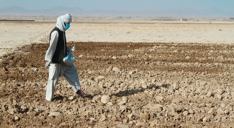 Afghanistan : une aide agricole de toute urgence est nécessaire pour éviter une catastrophe humanitaire (FAO)